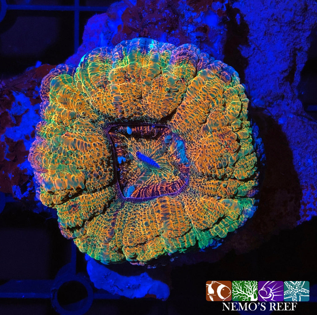 Coral Acclimation Guide – Nemo's Reef - Coral Acclimation For Saltwater Reef Tanks