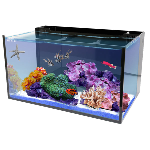 Nemo’s 20g All-In-One Clownfish & Anemone Package