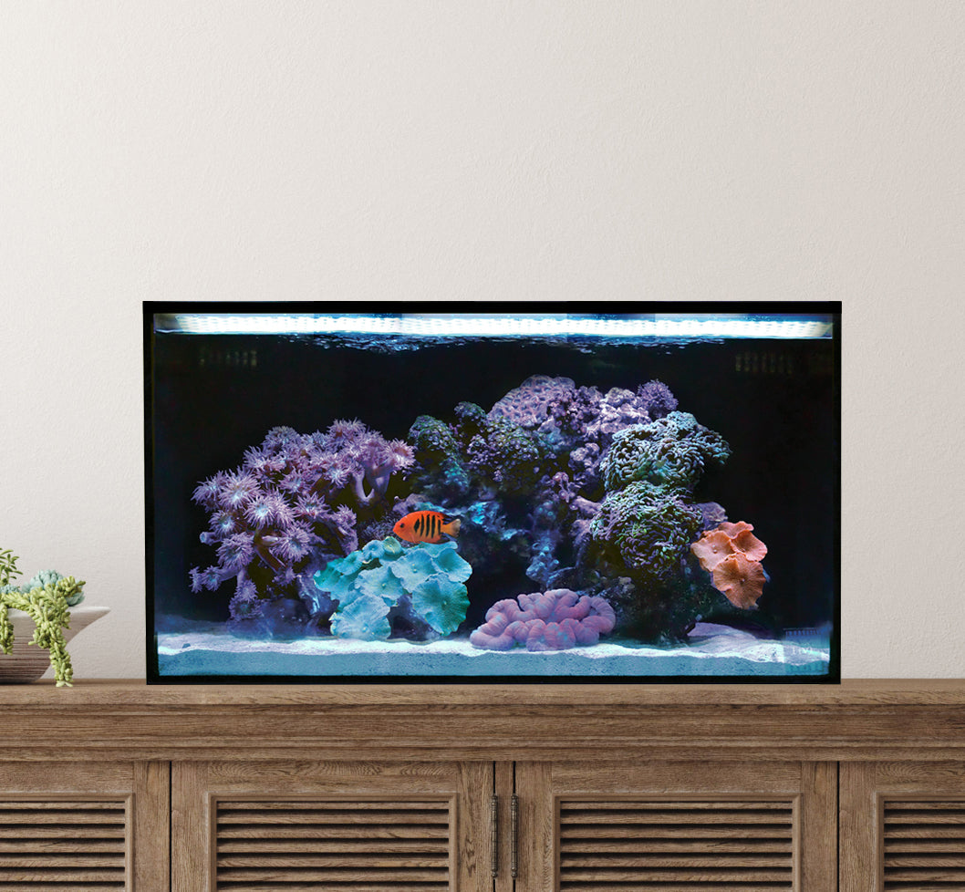 Nemo's 20g All-In-One Clownfish & Anemone Package – Nemo's Reef