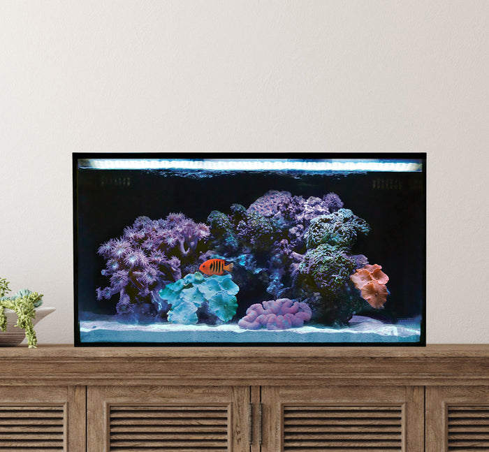 Nemo’s 20g All-In-One Clownfish & Anemone Package