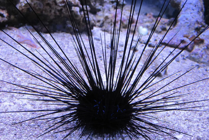 Longspine Black Urchin