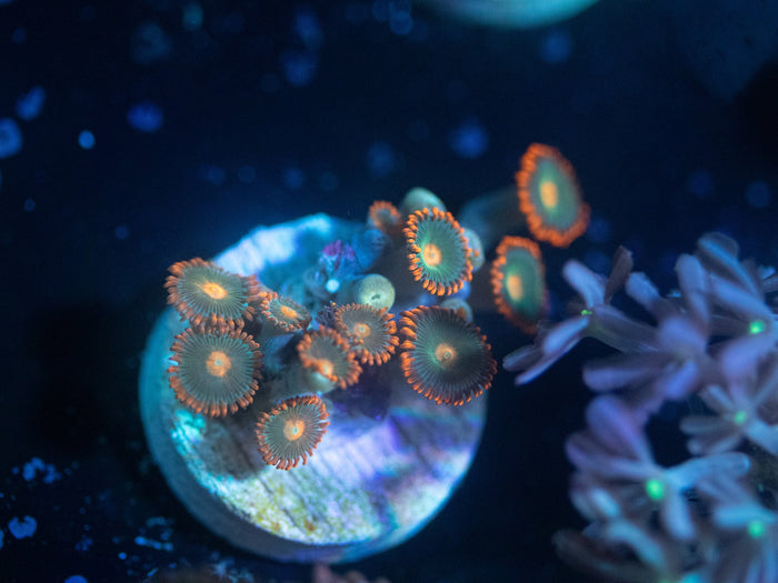 Gatorade Zoanthid