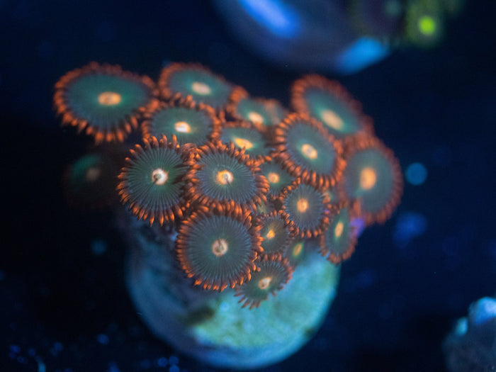 Gatorade Zoanthid