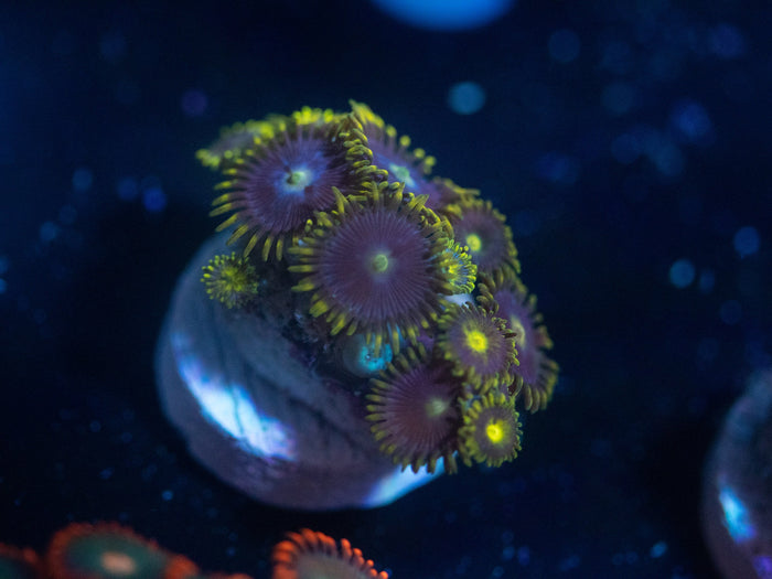 Blueberry Fields Zoanthid