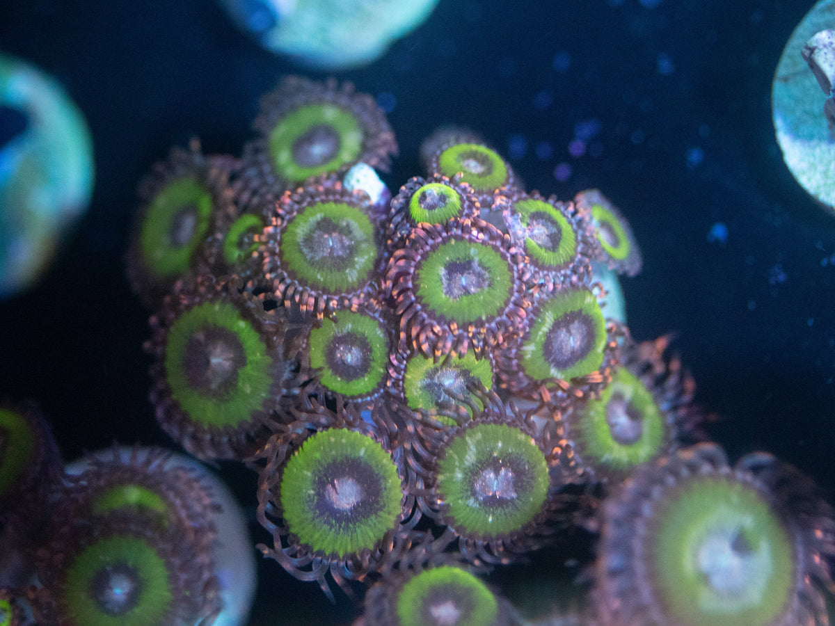 Bimini Pink Zoanthid