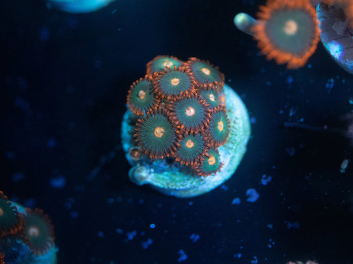 Gatorade Zoanthid