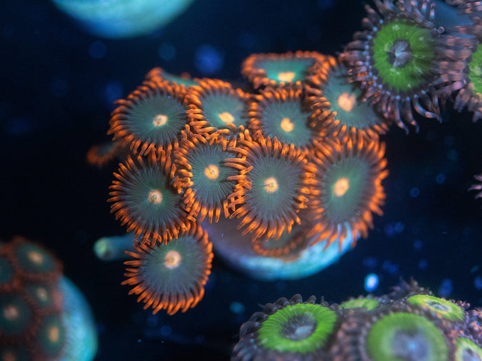 Gatorade Zoanthid