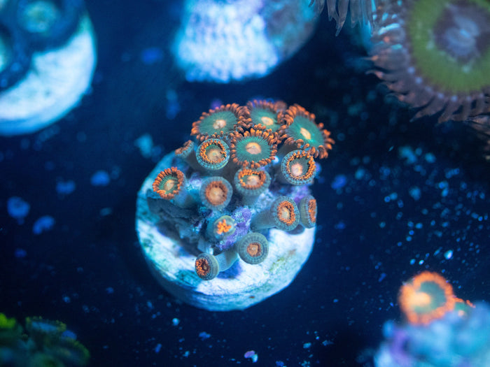 Gatorade Zoanthid