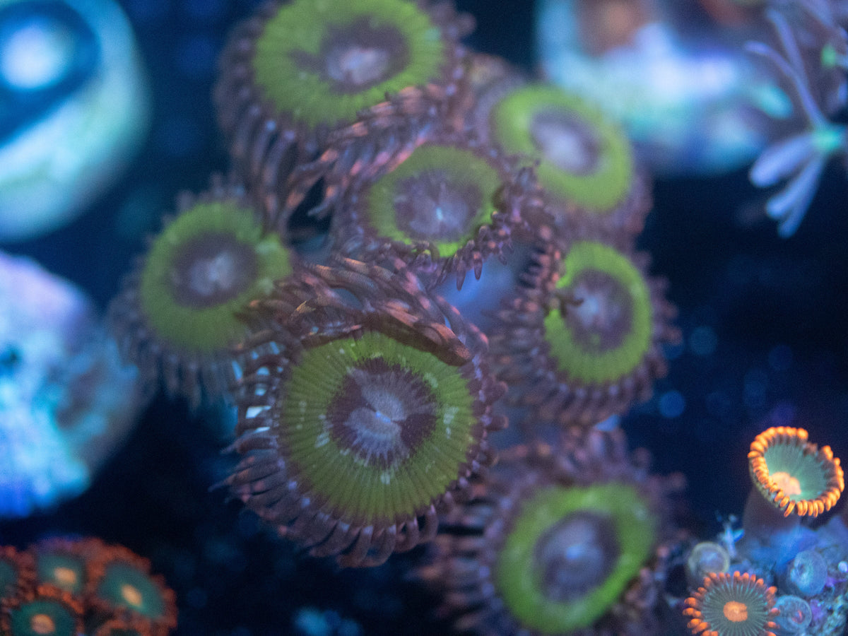 Bimink Pink zoanthid