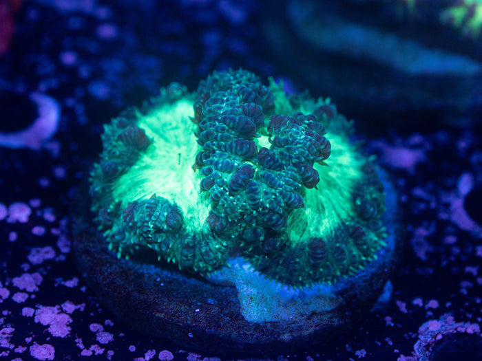 Aquacultured Indo blastomussa