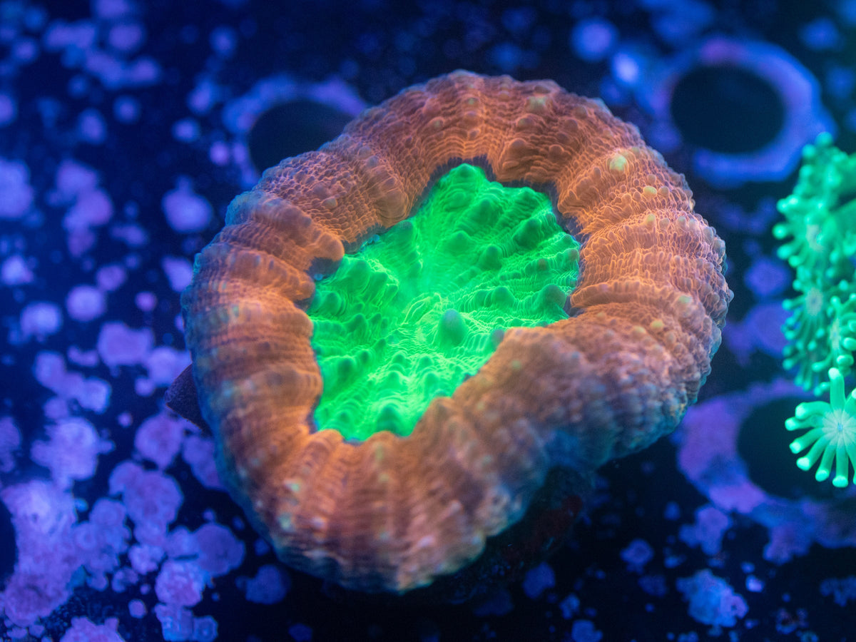 Toxic Green Mouth Lobophyllia