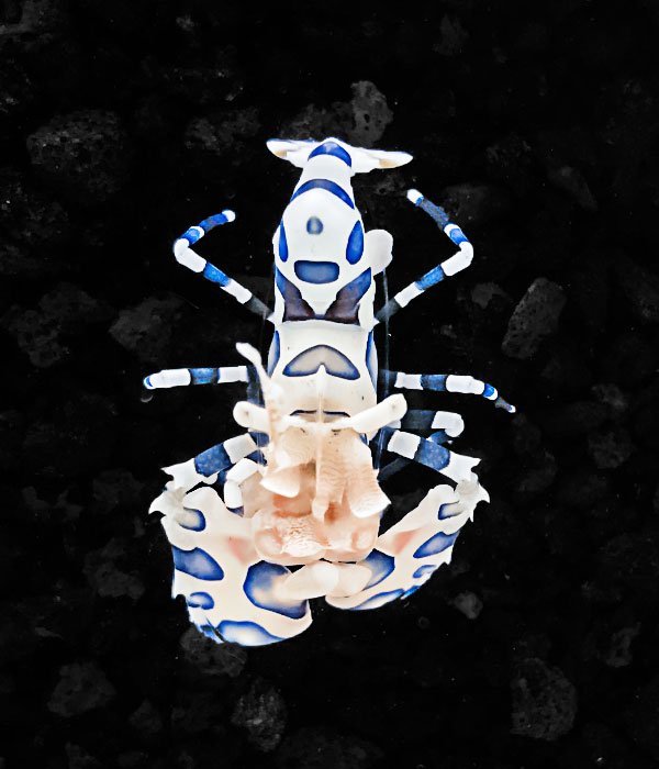 Harlequin Shrimp