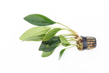 Freshwater Plant (Potted)