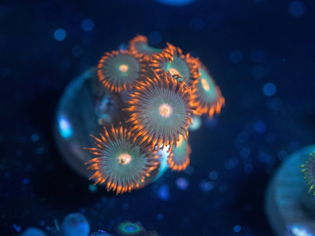 Gatorade Zoanthid