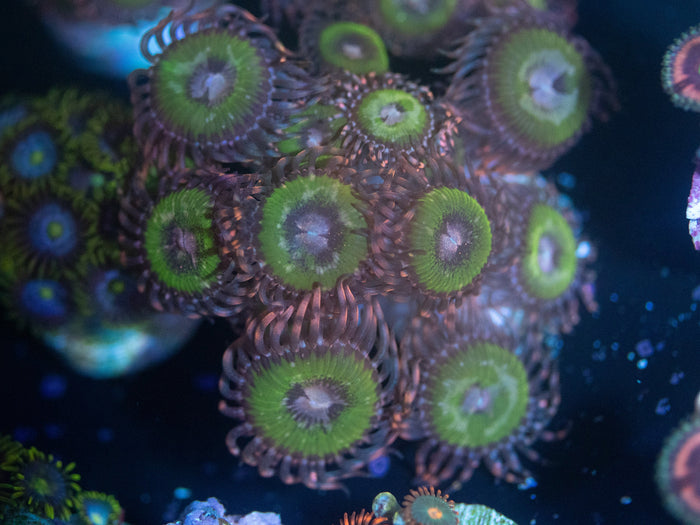 Bimini Pink Zoanthid