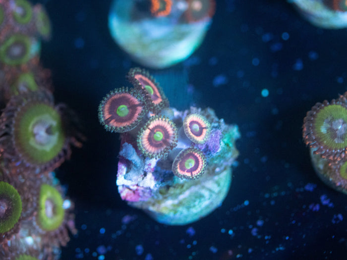 Cats Paw Zoanthid