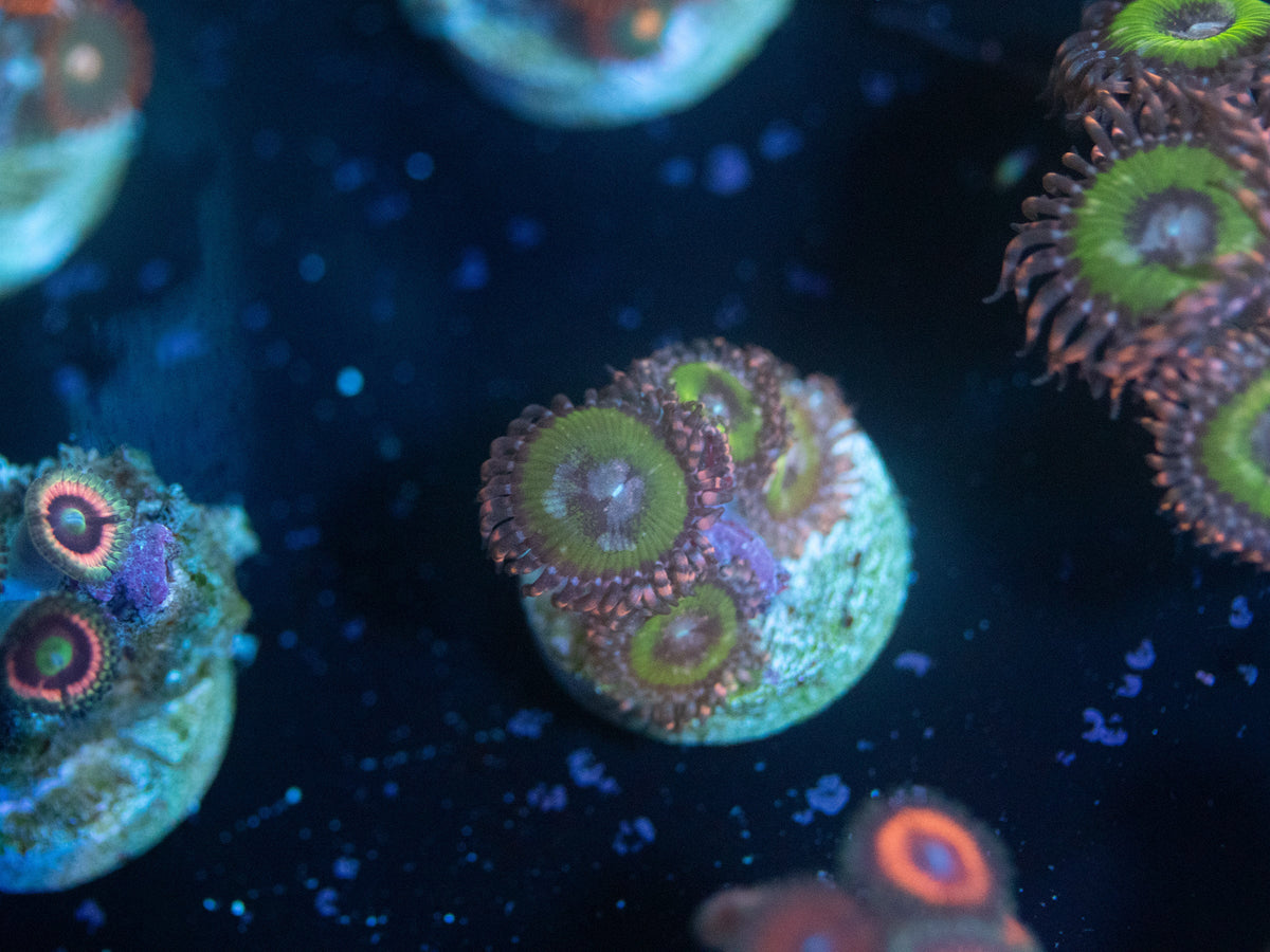 Bimini Pink Zoanthid