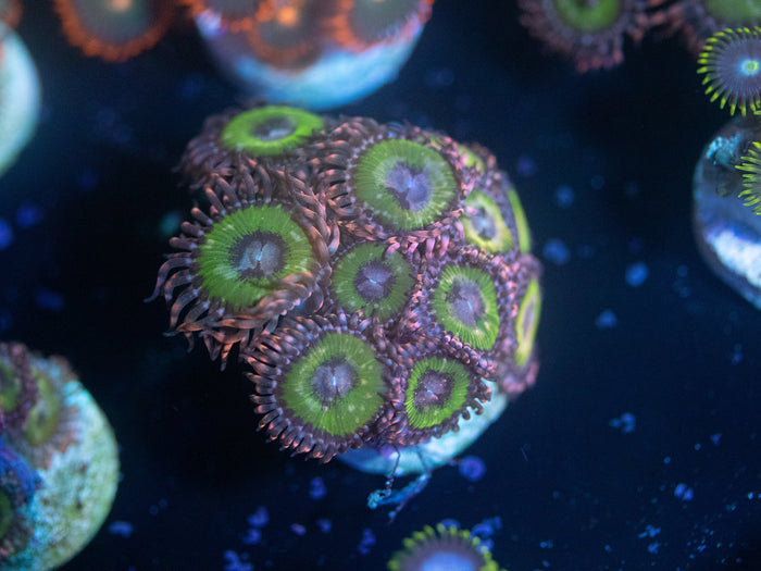 Bimini Pink Zoanthid