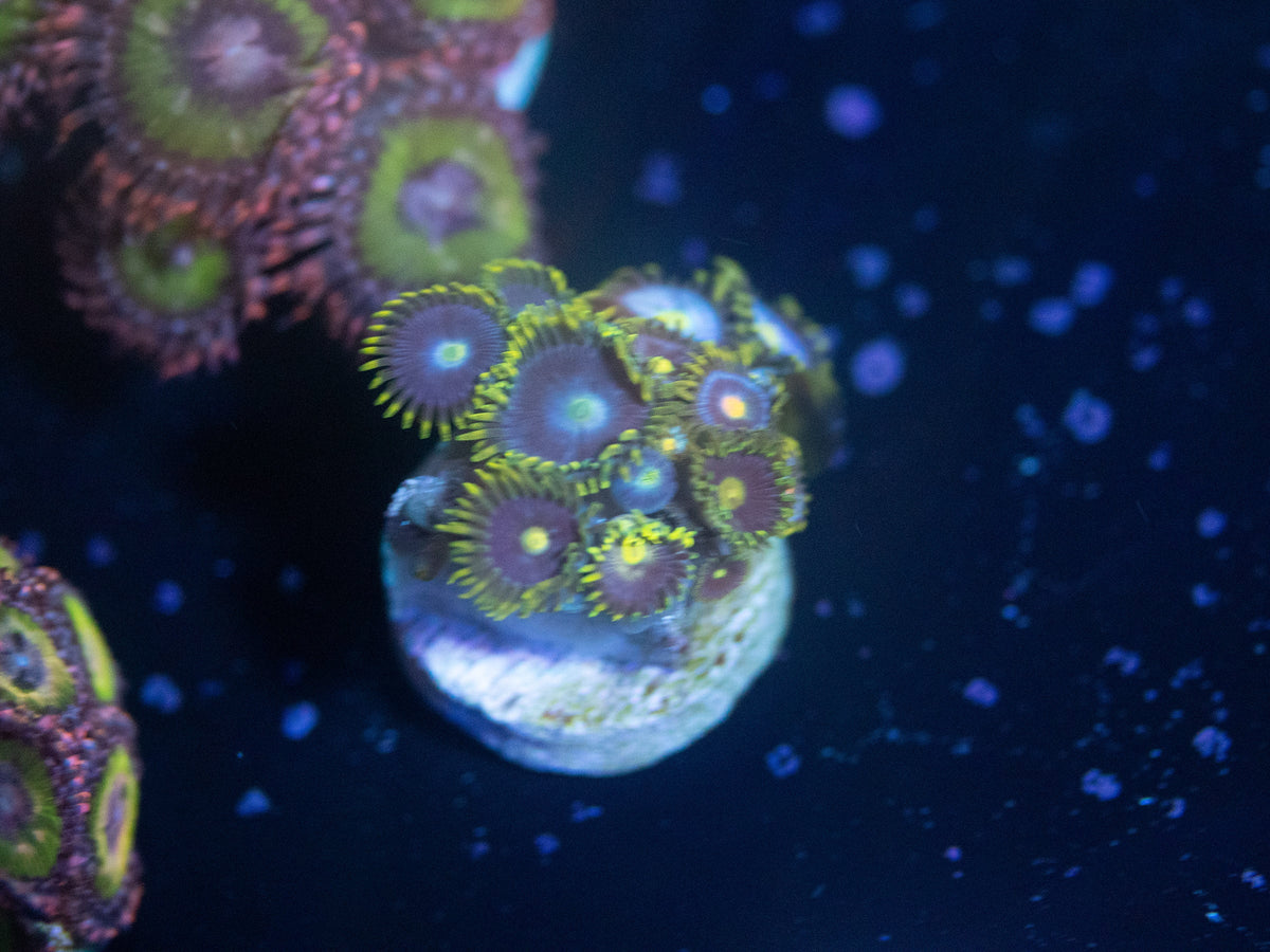 Blueberry Fields Zoanthid