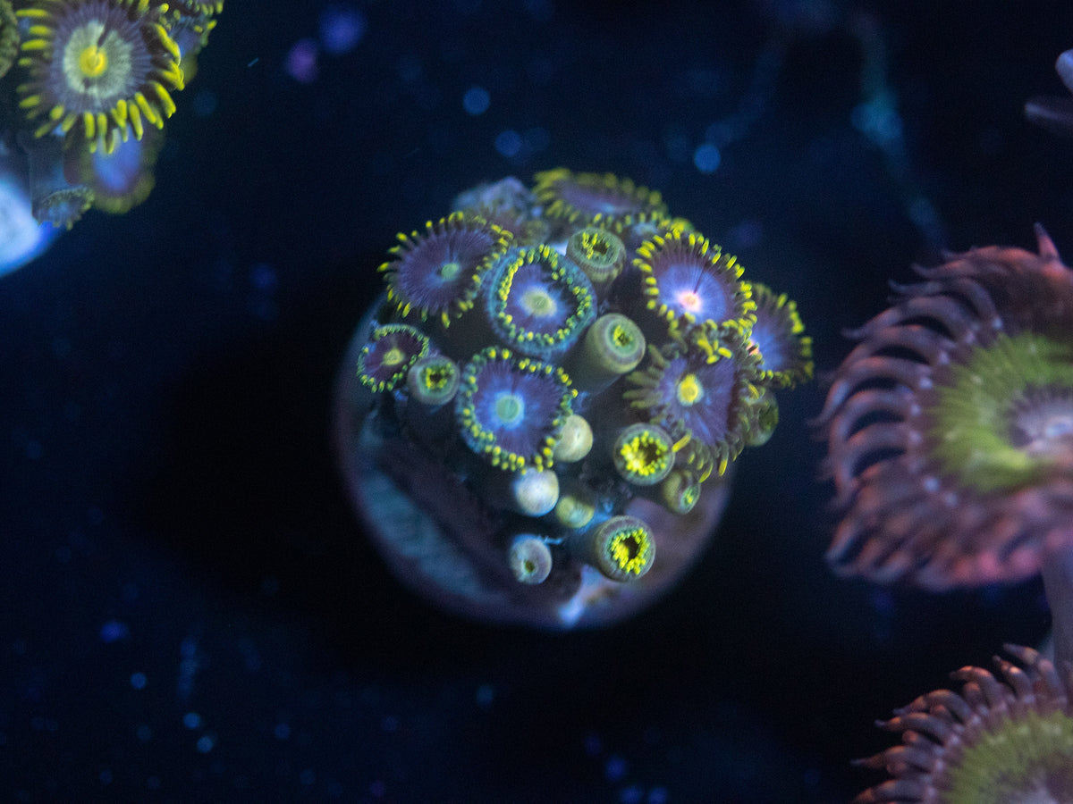 Blueberry Fields Zoanthid