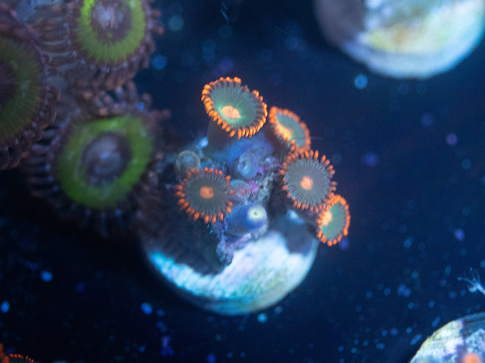 Gatorade Zoanthid