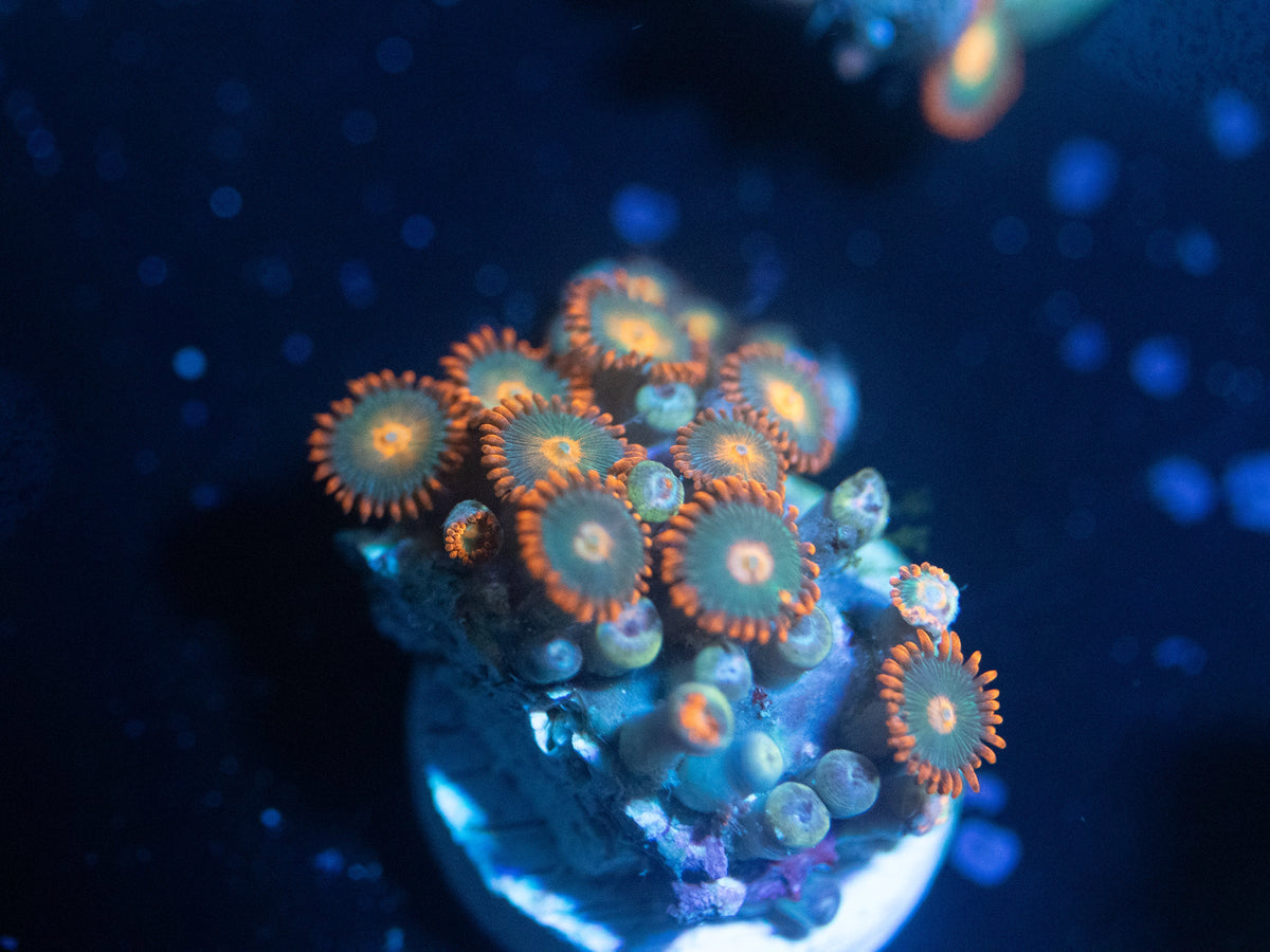 Gatorade Zoanthid