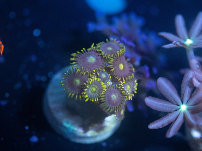 Blueberry Fields Zoanthid