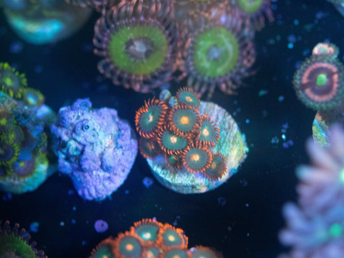 Gatorade Zoanthid