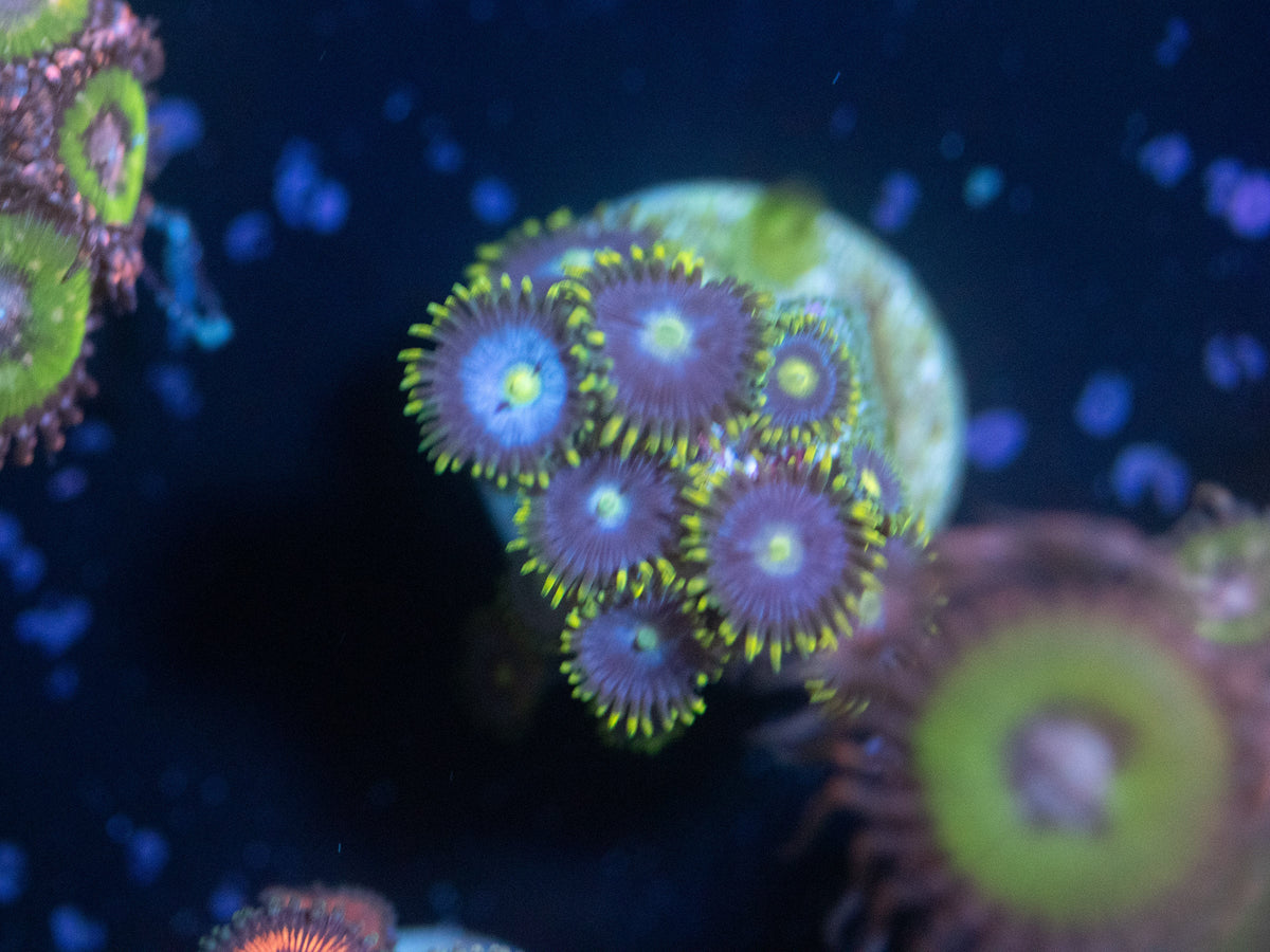 Blueberry Fields Zoanthid