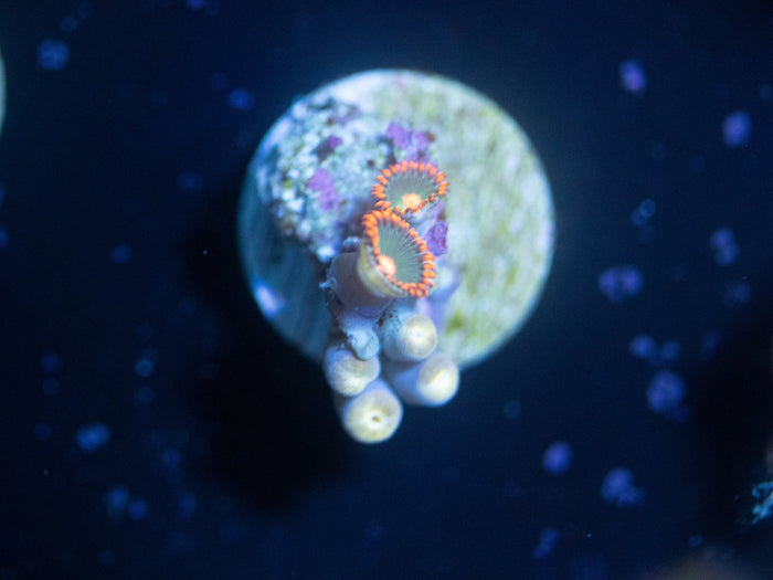 Gatorade Zoanthid