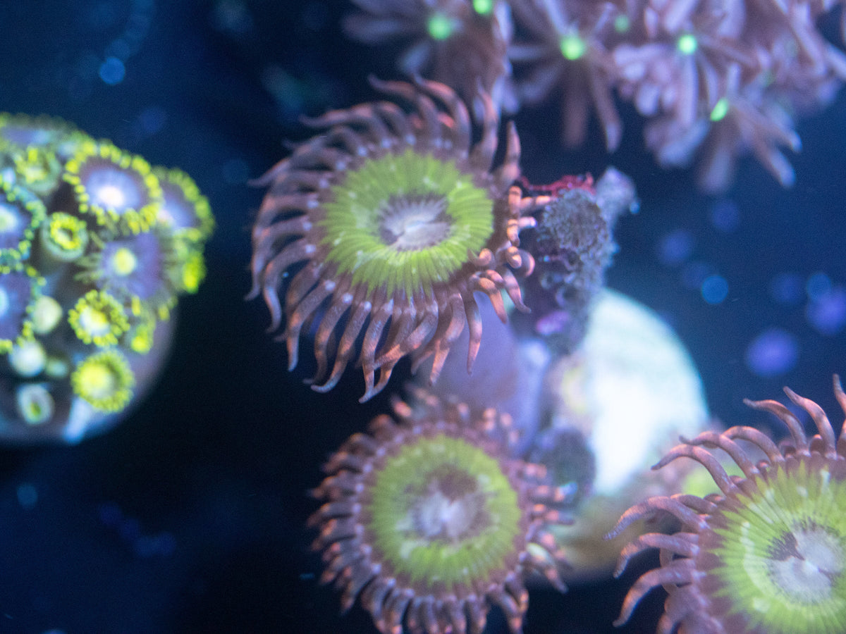 Bimini Pink Zoanthid