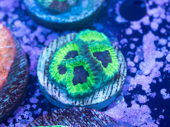 Aquacultured Ultra Acan Lord