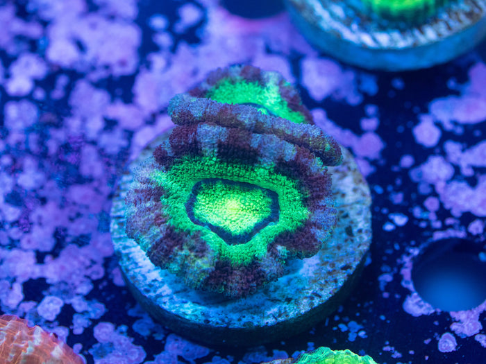 Aquacultured Ultra Acan Lord