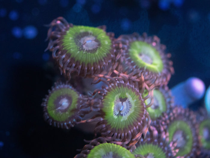 Bimini Pink Zoanthid