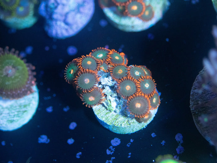 Gatorade Zoanthid