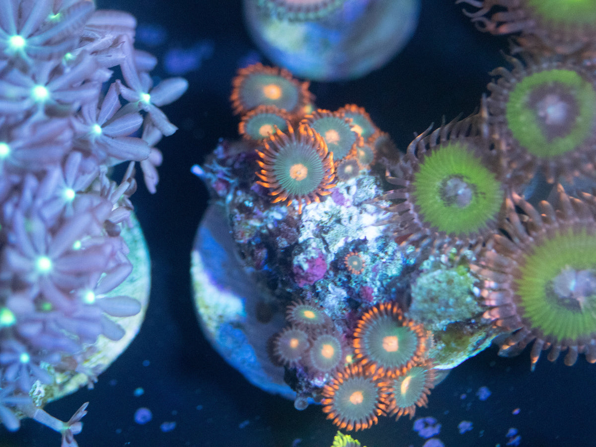 Gatorade Zoanthid