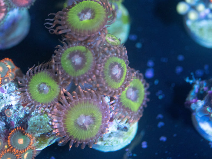 Bimini Pink Zoanthid