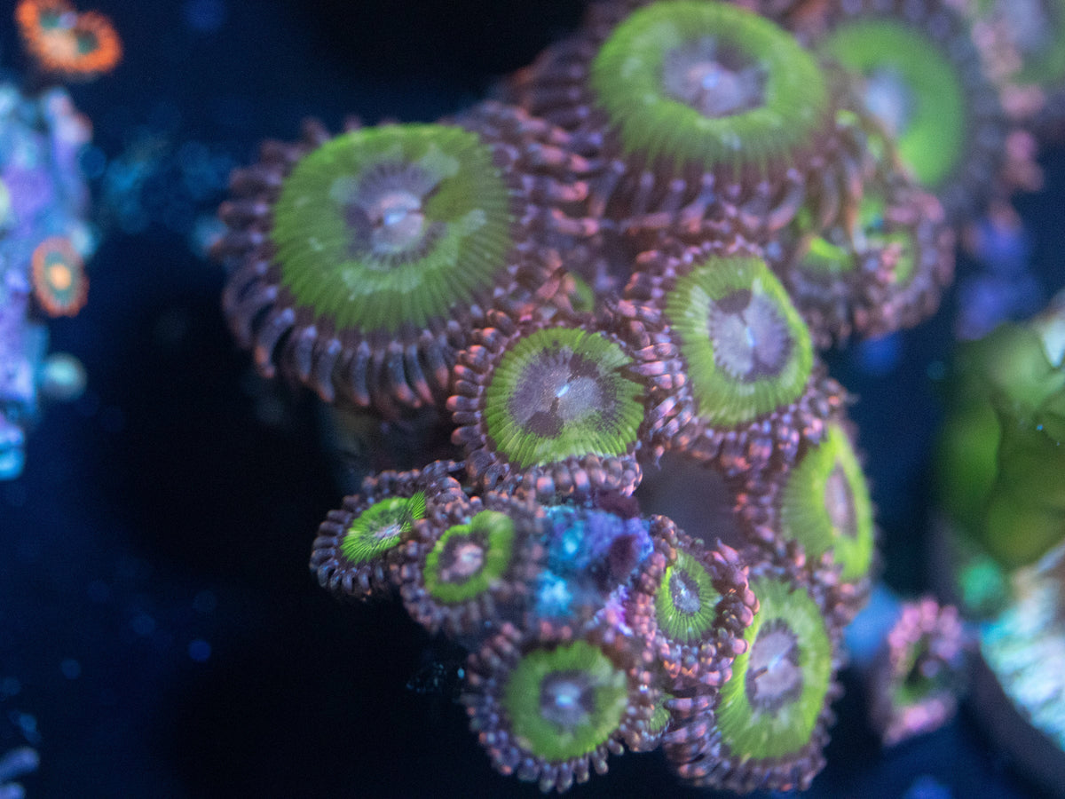 Bimini Pink Zoanthid