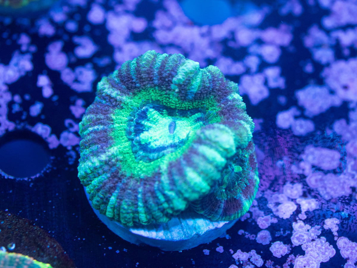 Aquacultured Ultra Acan Lord