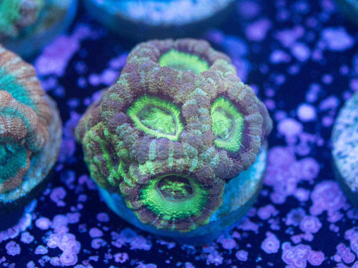 Aquacultured Ultra Acan Lord