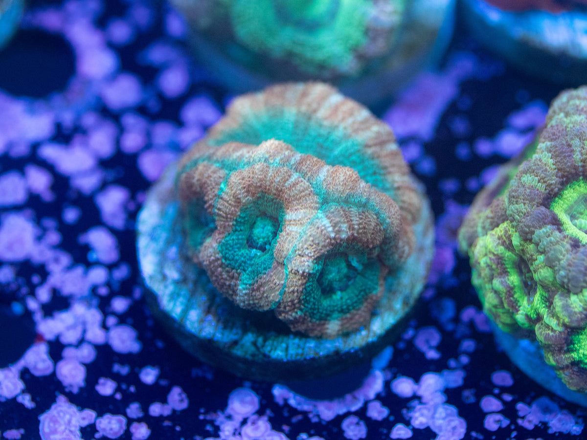 Aquacultured Ultra Acan Lord