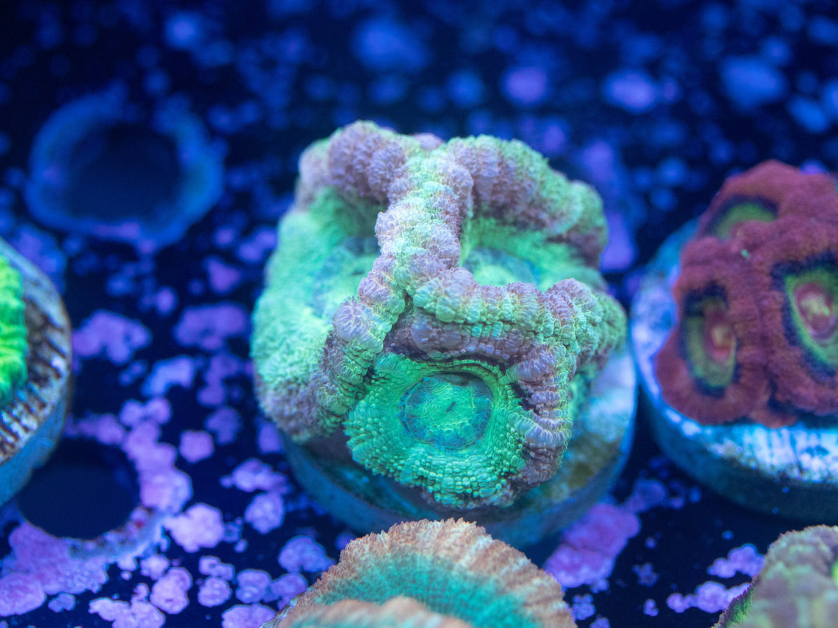 Aquacultured Ultra Acan Lord