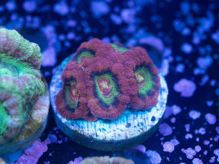 Aquacultured Ultra Acan Lord