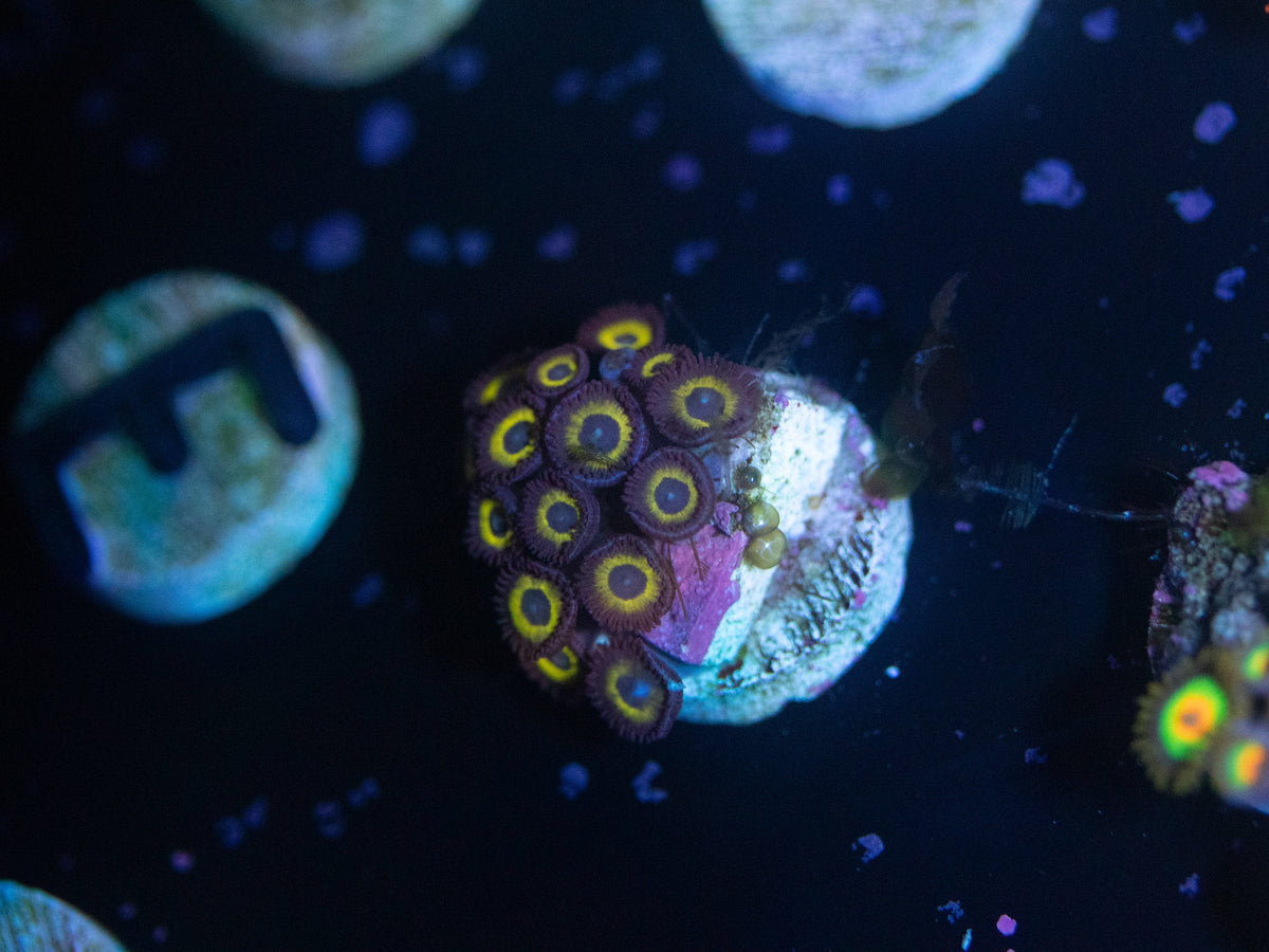 Yellow Submarine Zoanthid