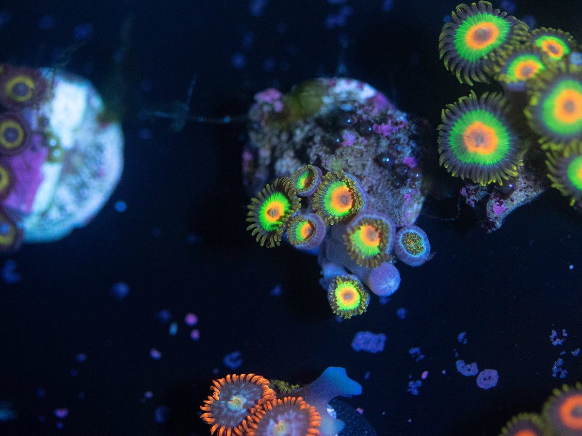 Rasta Zoanthid