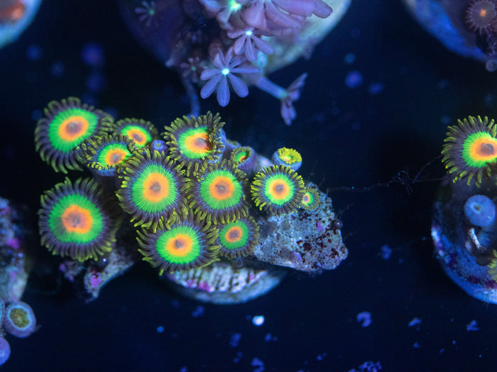 Rasta Zoanthid