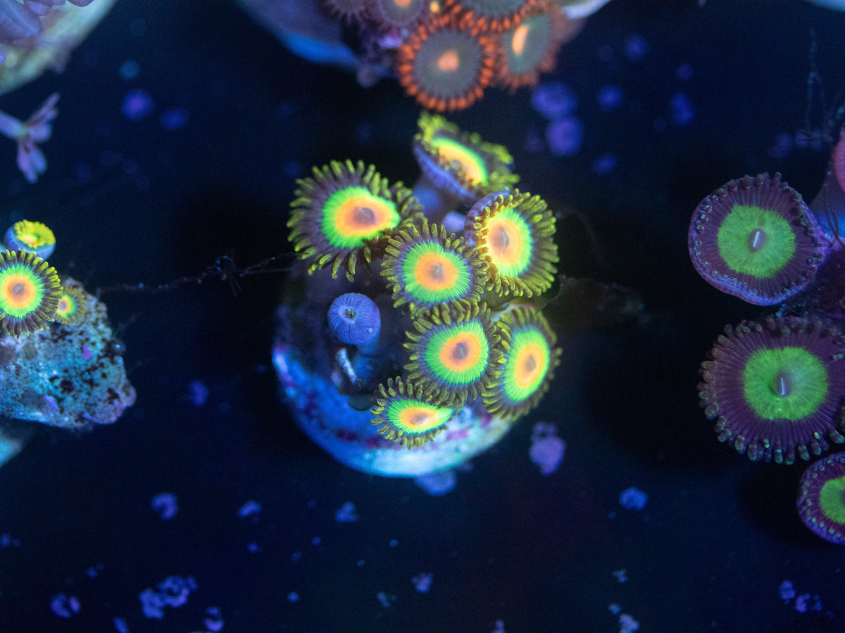 Rasta Zoanthid