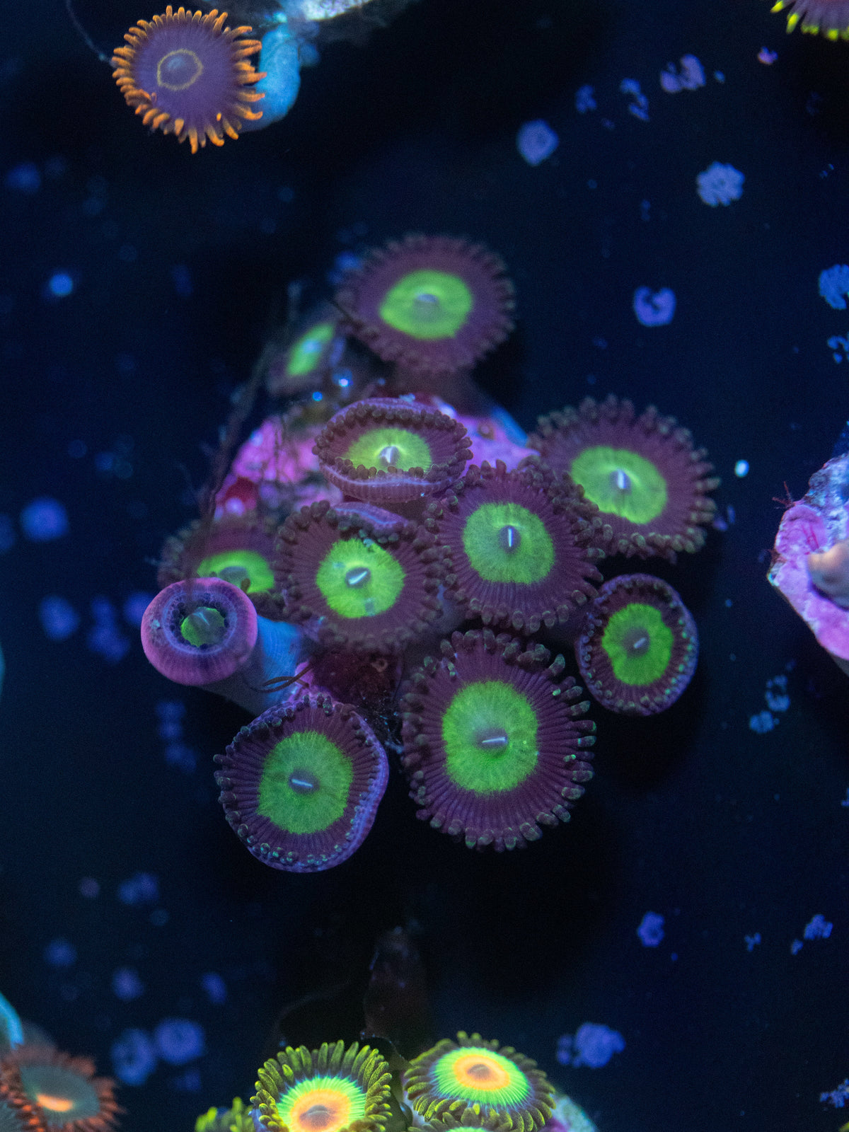 Sour Apple Zoanthid