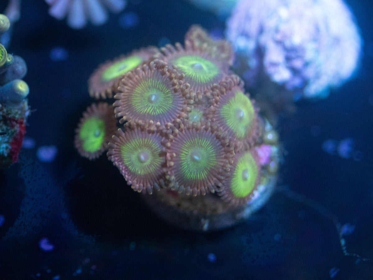 Sour Apple Zoanthid