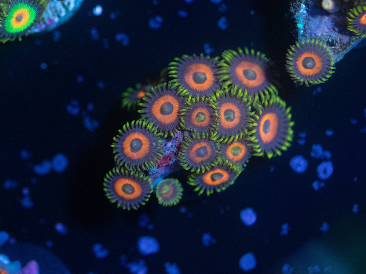 Eagle Eye Zoanthid